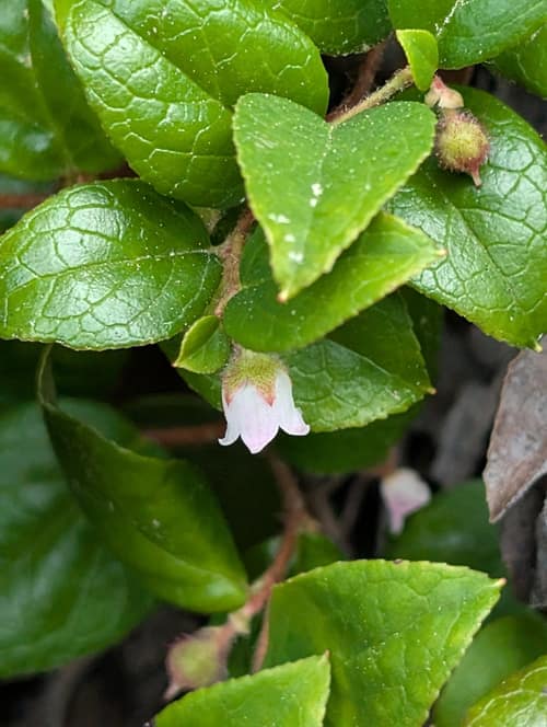 Western Teaberry reference