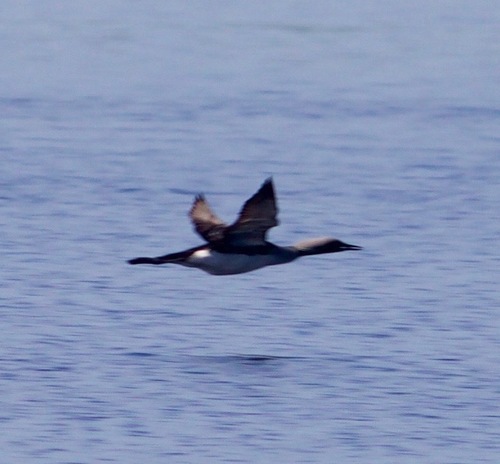 Black-throated Diver reference