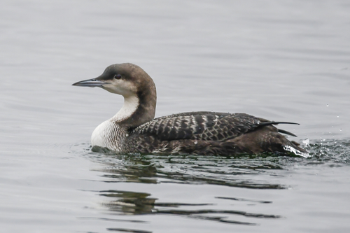Pacific Loon reference