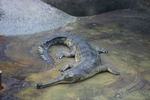 Gharial reference