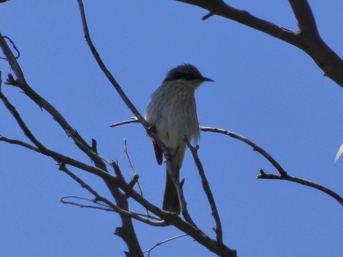 Singing Honeyeater reference
