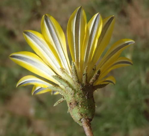 Terracotta Gazania reference