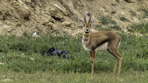 Arabian Gazelle reference