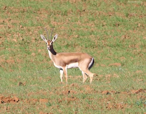 Cuvier's Gazelle reference