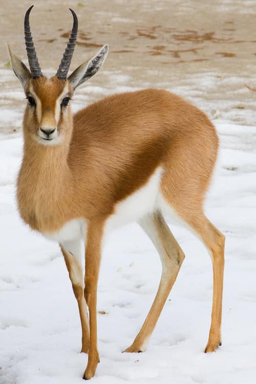 Dorcas Gazelle reference