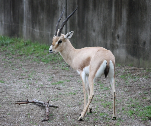 Slender-horned Gazelle reference