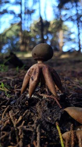 Arched Earthstar reference