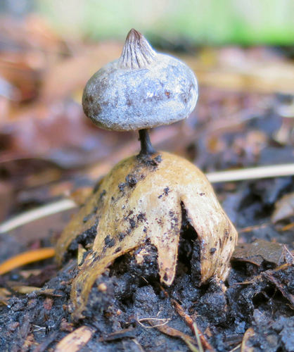 Beaked Earthstar reference