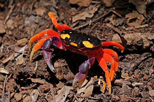 Halloween Crab reference