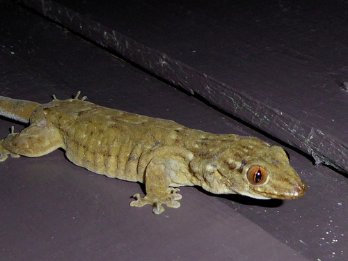 Oceanic Gecko reference