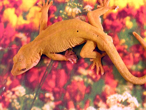 Golden Gecko reference