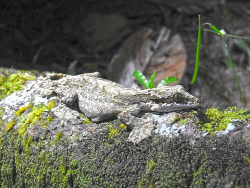 Kuhl's Flying Gecko reference