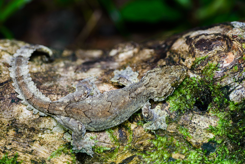 Smooth-backed Gliding Gecko reference