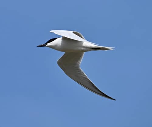 Gull-billed Tern reference