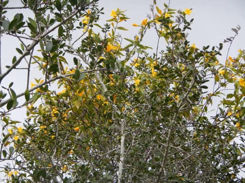 Carolina Jessamine reference