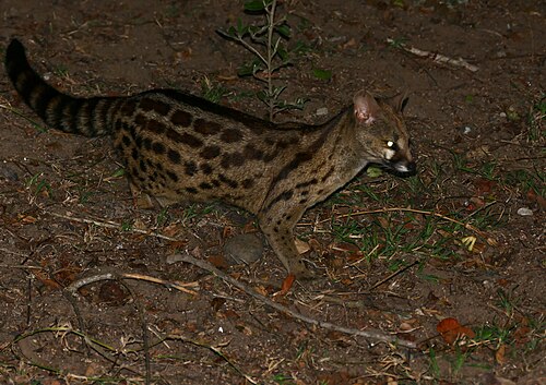 Large-Spotted Genet reference