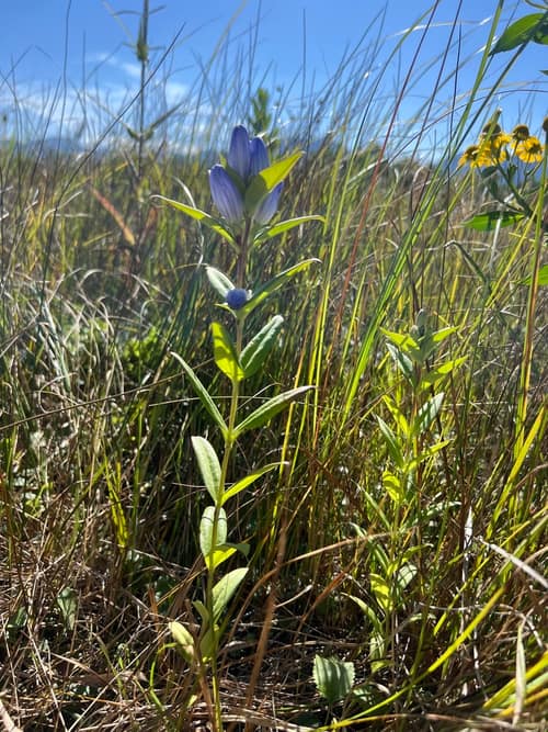Closed Gentian reference