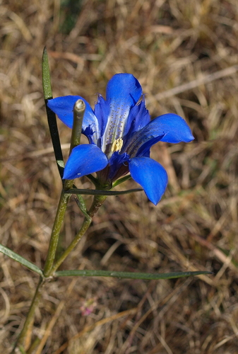 Pine Barren Gentian reference