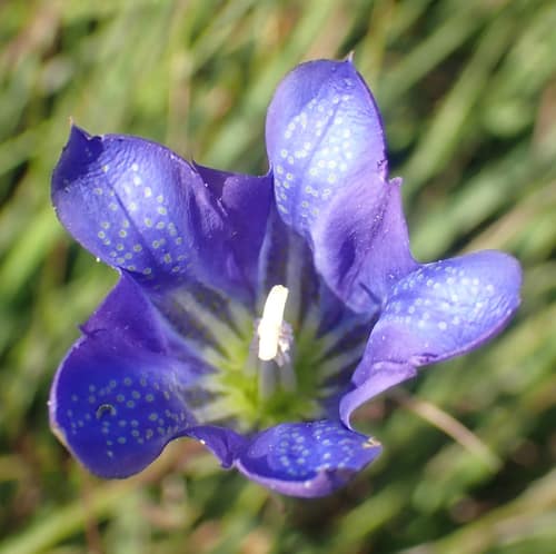 Marsh Gentian reference
