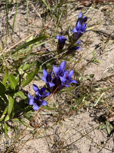 Downy Gentian reference