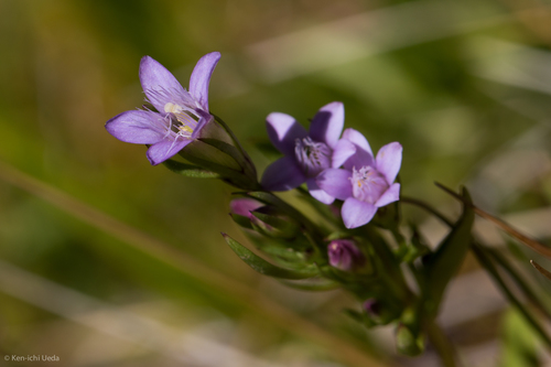Autumn Gentian reference