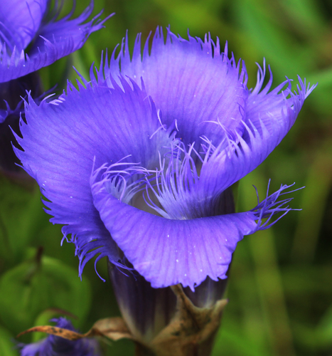 Fringed Gentian reference