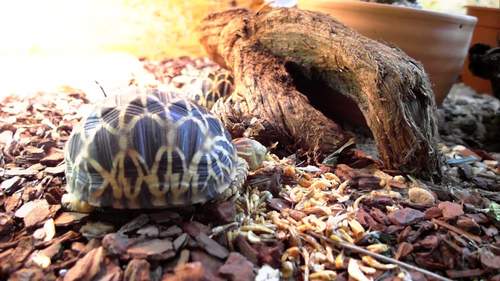 Burmese Star Tortoise reference