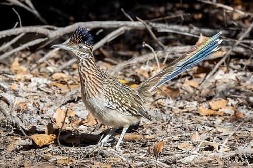 Greater Roadrunner reference