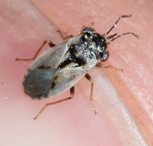 Big-eyed Bug reference