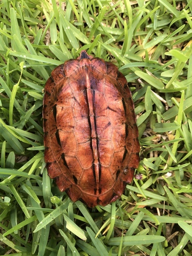 Ryukyu Black-Breasted Leaf Turtle reference