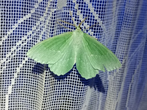 Large Emerald reference