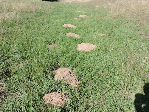 Baird's Pocket Gopher reference
