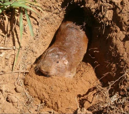 Plains Pocket Gopher reference