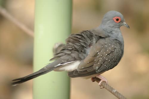 Diamond Dove reference