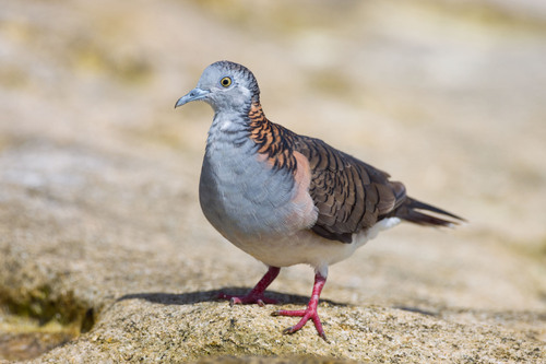 Bar-shouldered Dove reference
