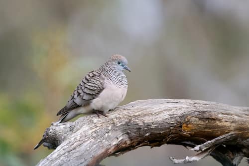 Peaceful Dove reference