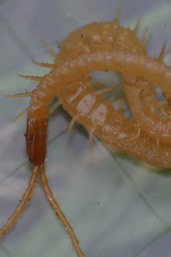 Soil Centipede reference