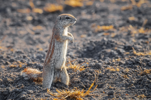 South African Ground Squirrel reference
