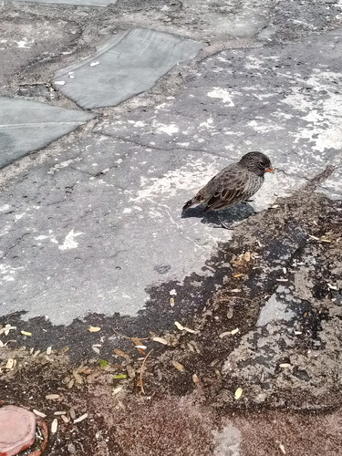 Small Ground Finch reference