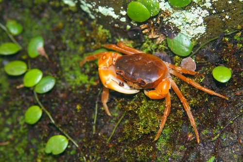 Japanese Freshwater Crab reference