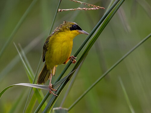 Masked Yellowthroat reference