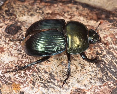 Splendid Earth-boring Beetle reference
