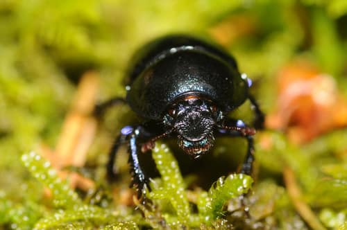 Dor Beetle reference