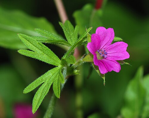 Cut-leaved Crane's-bill reference
