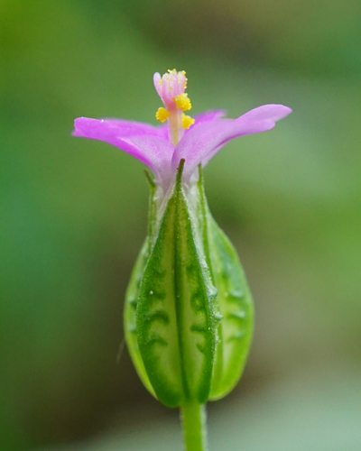 Shining Crane's-bill reference