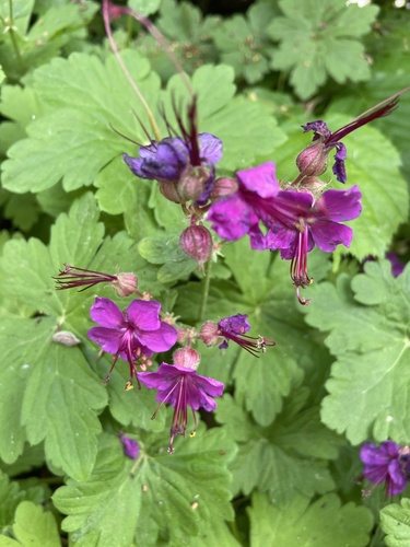 Bigroot Cranesbill reference
