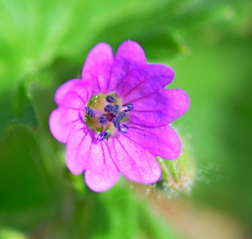 Dove's-foot Crane's-bill reference