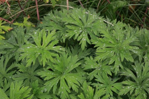 Meadow Cranesbill reference
