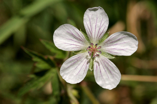 Richardson's Geranium reference