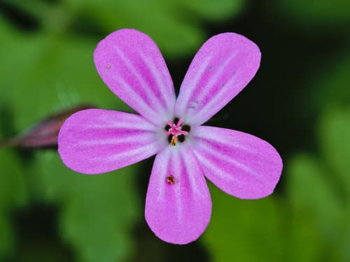 Herb-Robert reference